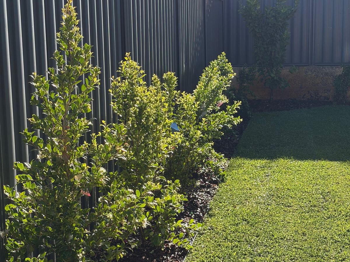 Screening hedge along a Colorbond fence beside lawn