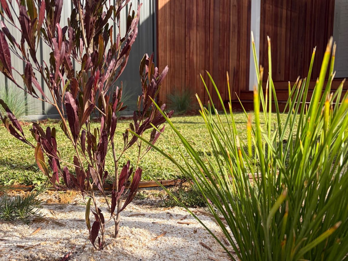 Native planting in white aggregate beside lawn
