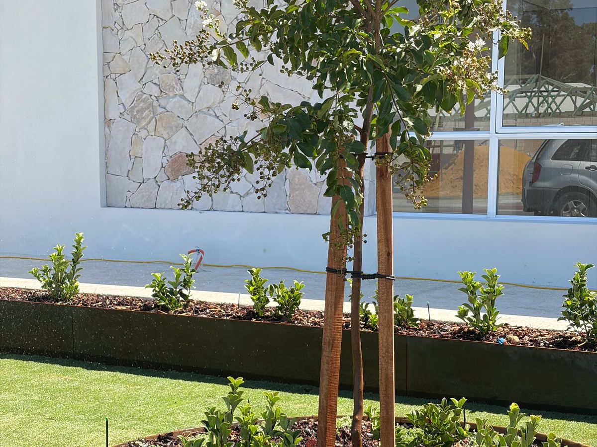 Corten steel tree ring set in lawn
